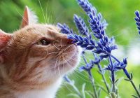 Aromaterapia para animais