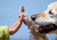 Terapias holísticas para animais de estimação